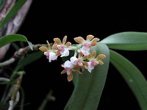 Gastrochilus yunnanensis